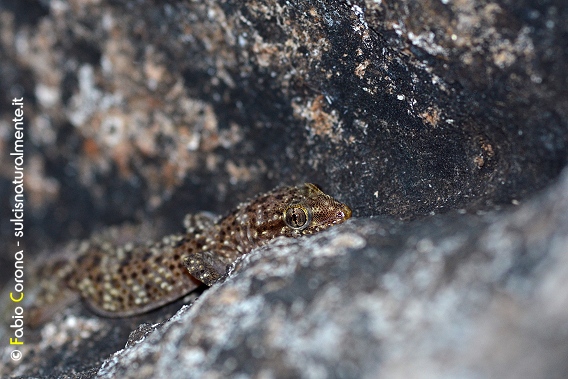 Geco verrucoso (Hemidactylus turcicus)